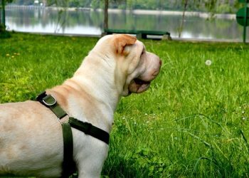 Shar Pei Rasa de caine Shar Pei