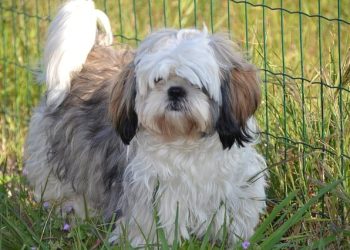 Shih Tzu Rasa de caine Shih Tzu