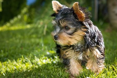 Yorkshire Terrier2 Rasa de caine Yorkshire Terrier